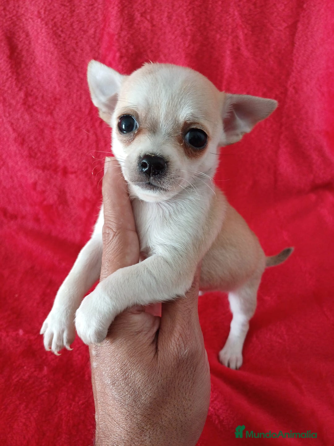 Chihuahua perros en venta: Chihuahua Mini  - Anuncio 1