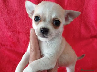 Chihuahua perros Chihuahua Mini - Anuncio 3