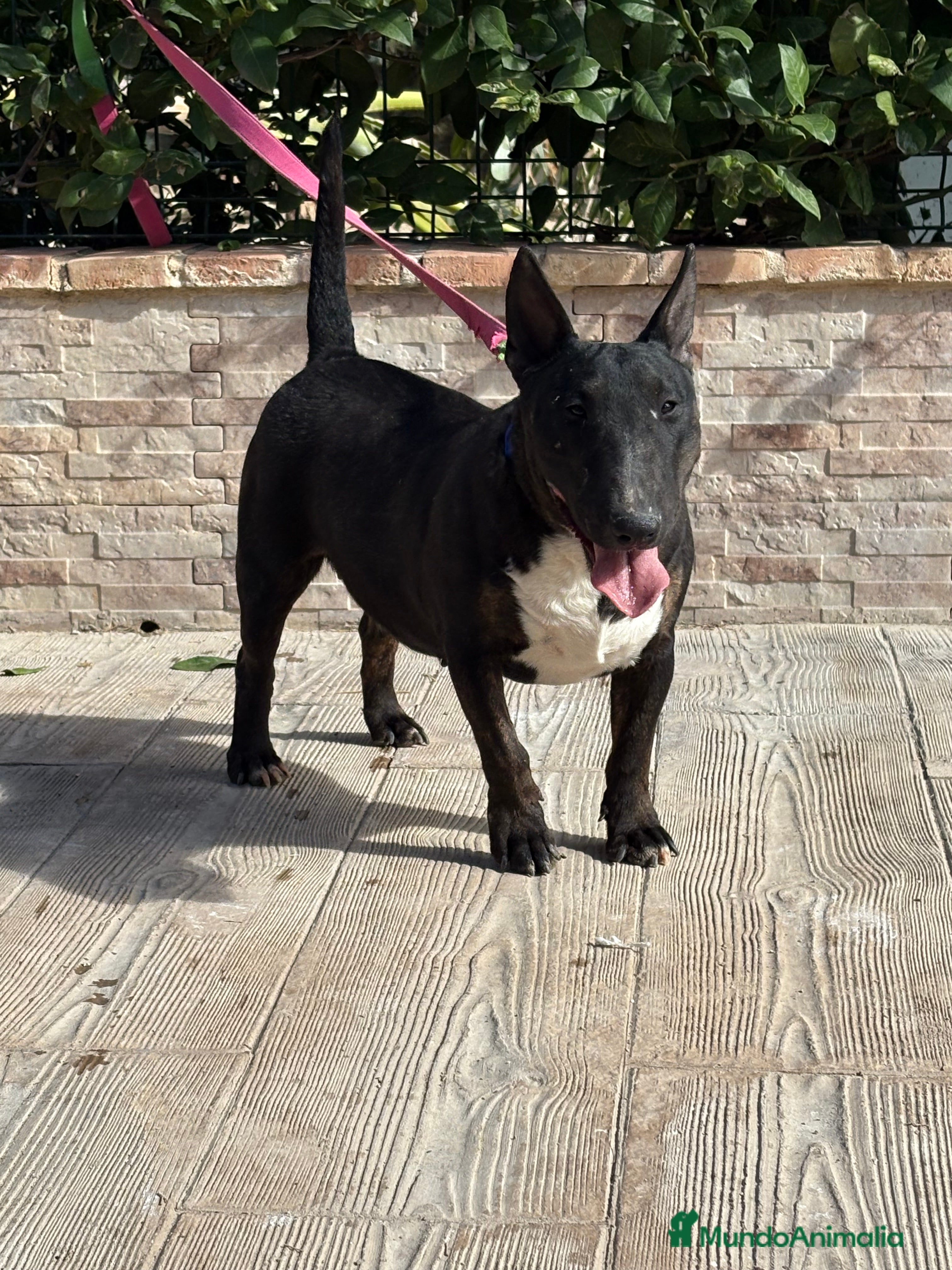 Bull Terrier Miniatura perros Hembra bull terrier mini pedigree  - Anuncio 2