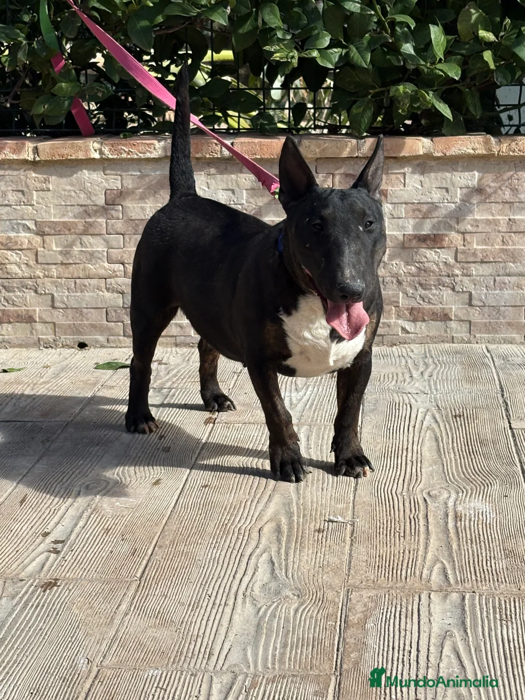 Bull Terrier Miniatura perros en venta: Hembra bull terrier mini pedigree  - Anuncio 2