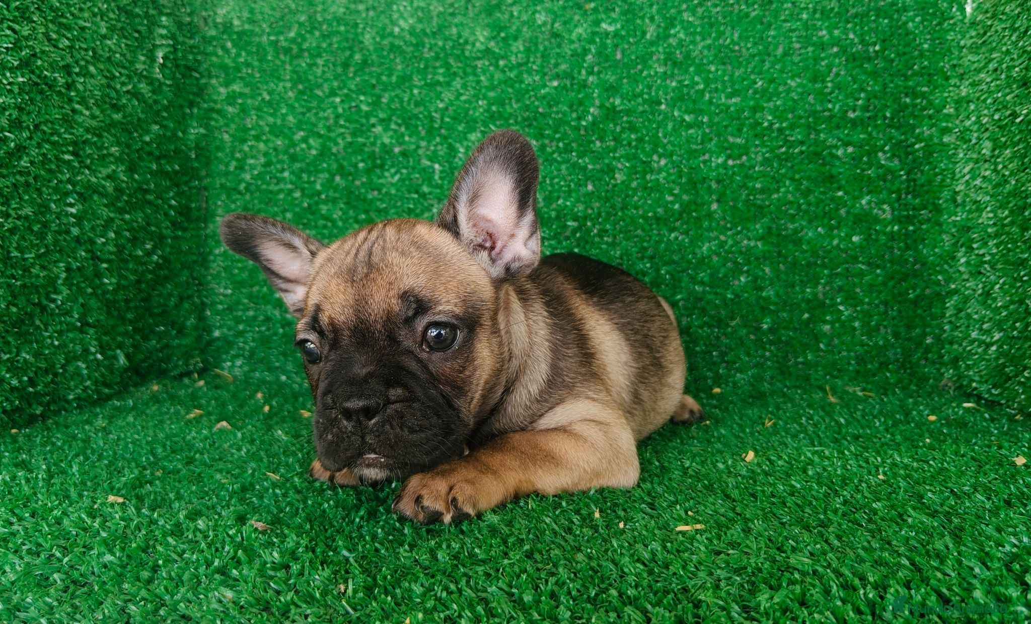 Bulldog Francés perros Bulldog francés  - Anuncio 1