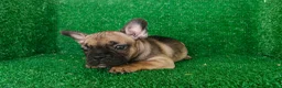 Bulldog Francés perros en venta: Bulldog francés  - Anuncio 1