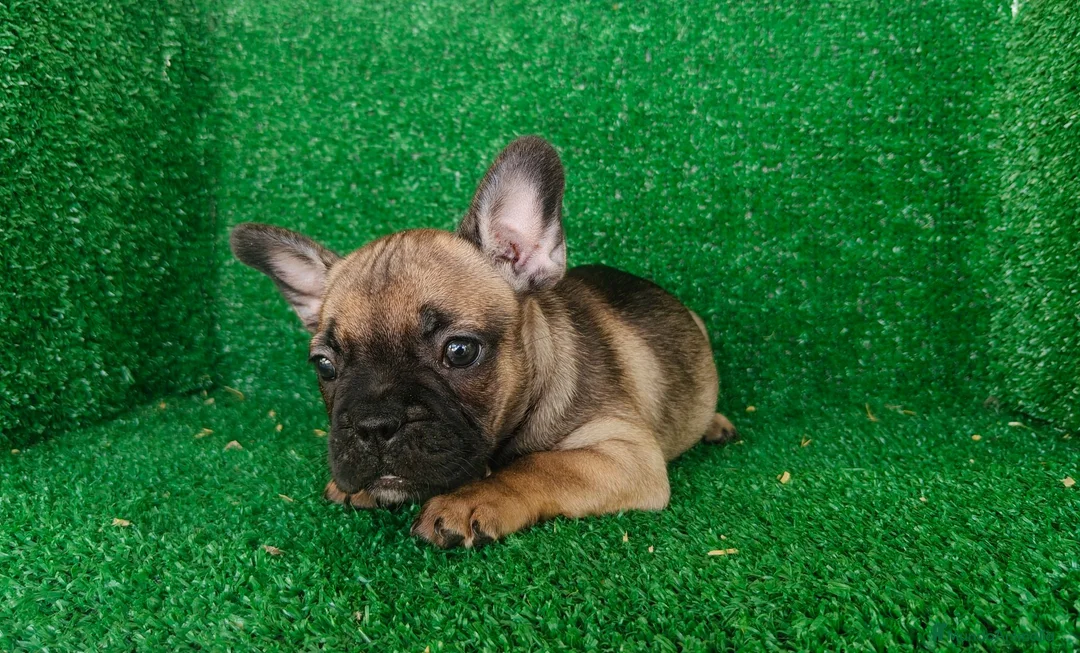 Bulldog Francés perros en venta: Bulldog francés  - Anuncio 1