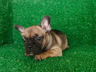 Bulldog Francés perros Bulldog francés - Anuncio 3