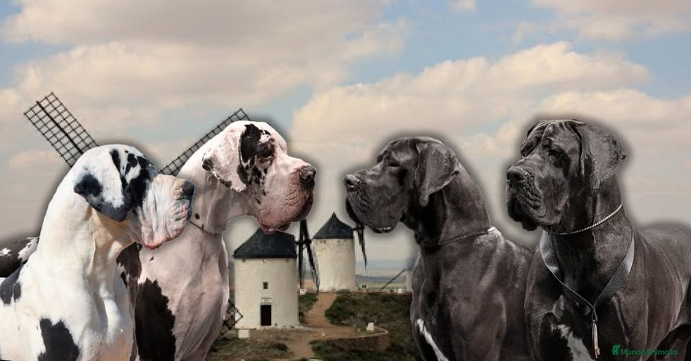 Imagen de galería {{count}}