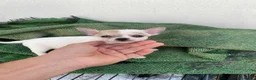 Chihuahua perros en venta: Preciosos chihiahuas toy cabeza manzana - Anuncio 1