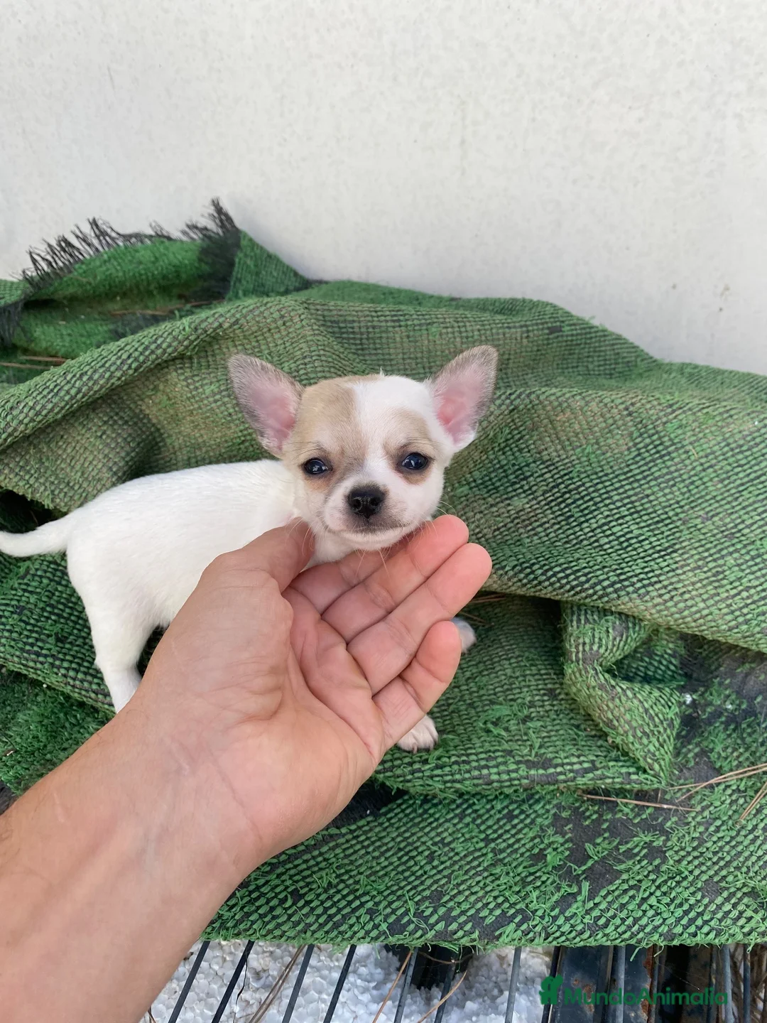 Chihuahua perros en venta: Preciosos chihiahuas toy cabeza manzana - Anuncio 1