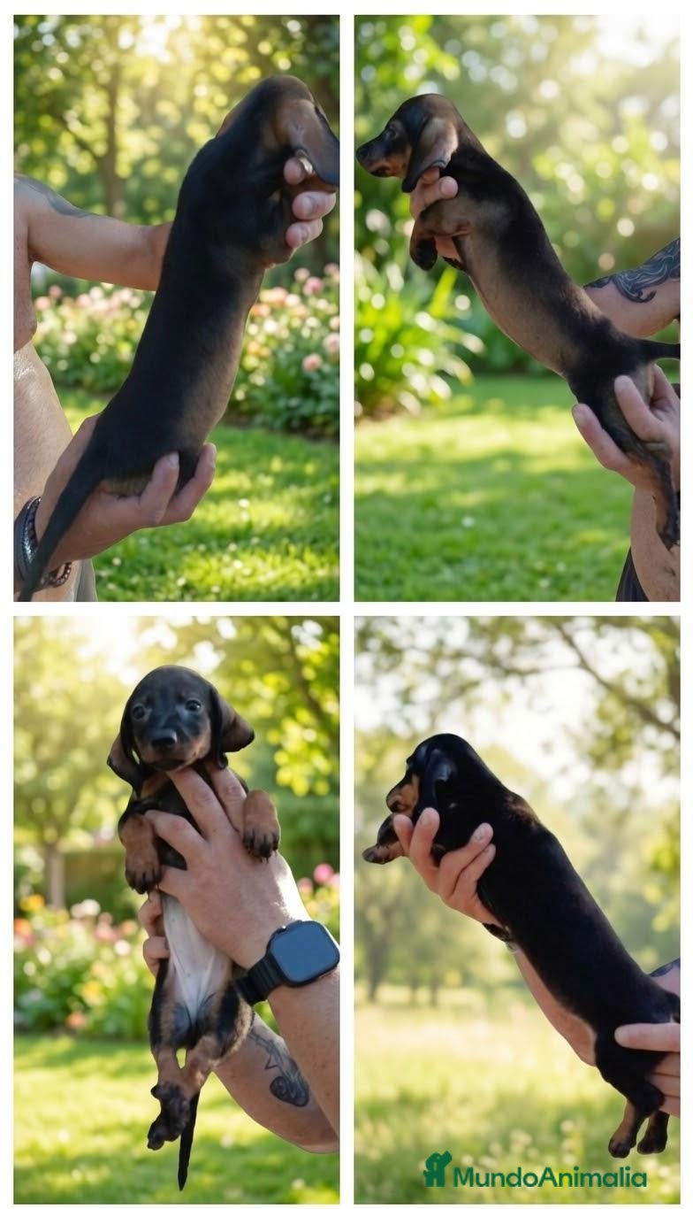 Teckel Miniatura perros Teckel kanichen  - Anuncio 2