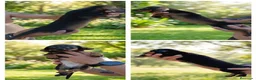 Teckel Miniatura perros en venta: Teckel kanichen  - Anuncio 1