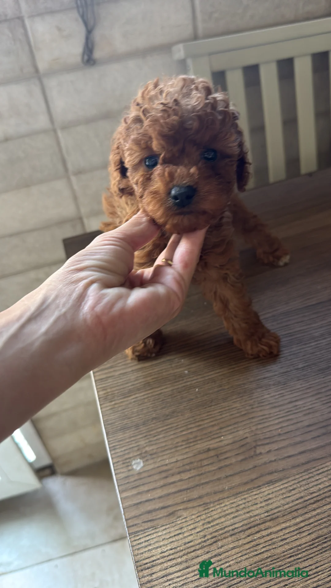 Caniche Toy perros en venta: Caniche Toy rojo  - Anuncio 2