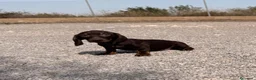 Teckel Miniatura perros en venta: TECKEL MACHO - 🐶 CACHORRO - Anuncio 2