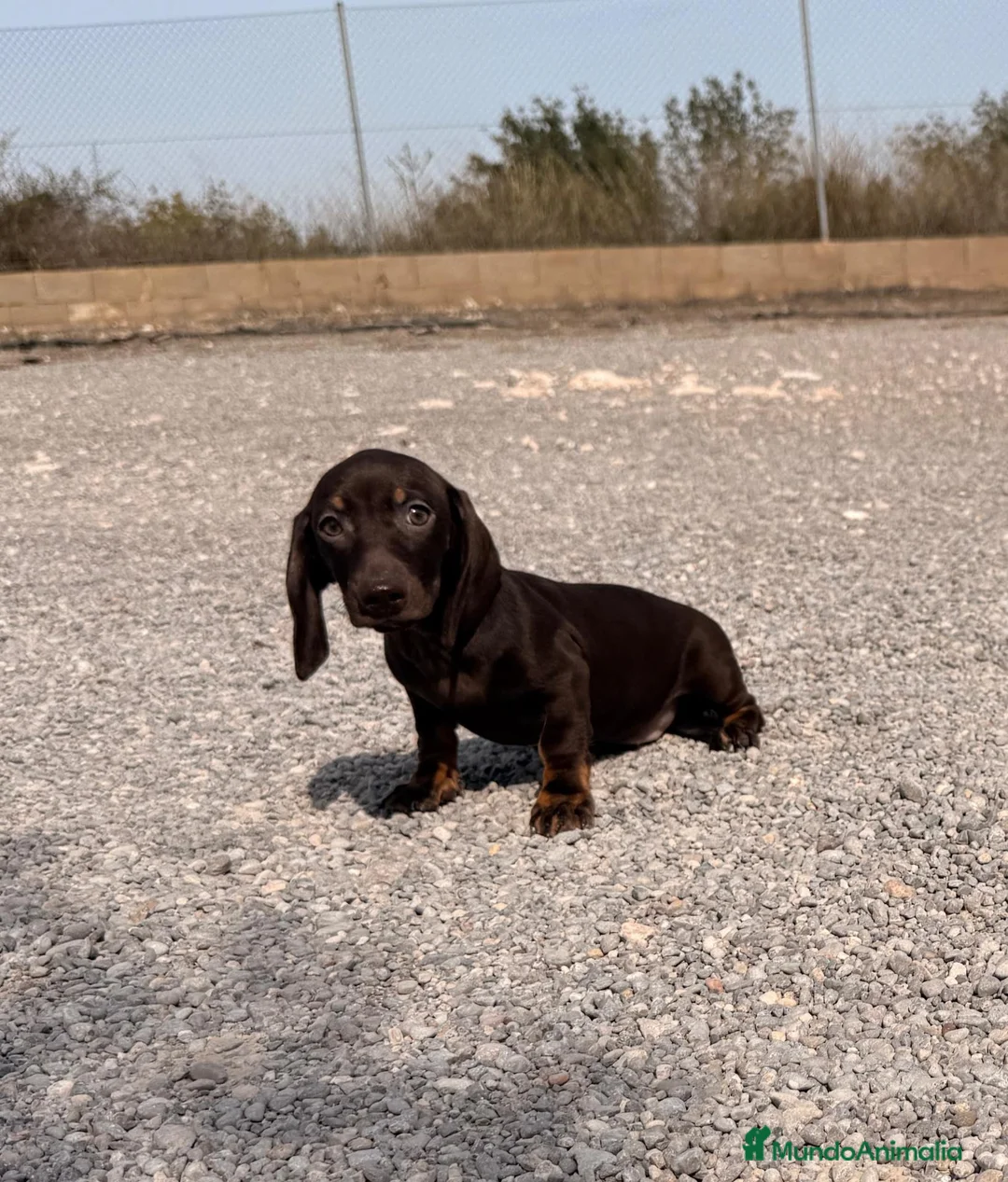 Teckel Miniatura perros en venta: TECKEL MACHO - 🐶 CACHORRO - Anuncio 2