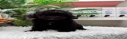 Caniche Enano perros en venta: CANICHE ENANA 🎀 - Anuncio 4