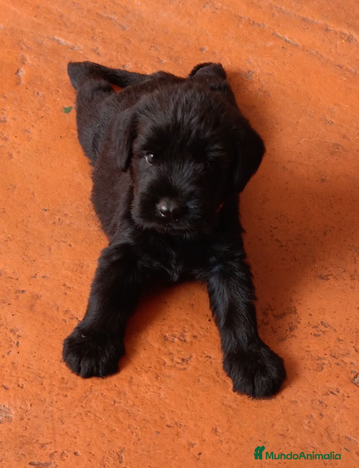 Schnauzer Gigante perros SchnauzerGiganteNegro - Anuncio 2