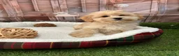 Maltipoo perros en venta: Maltipoo toy listo para conocer a su nueva familia - Anuncio 5