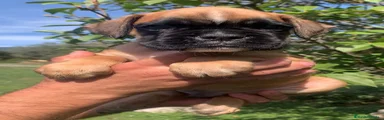 Boxer 1