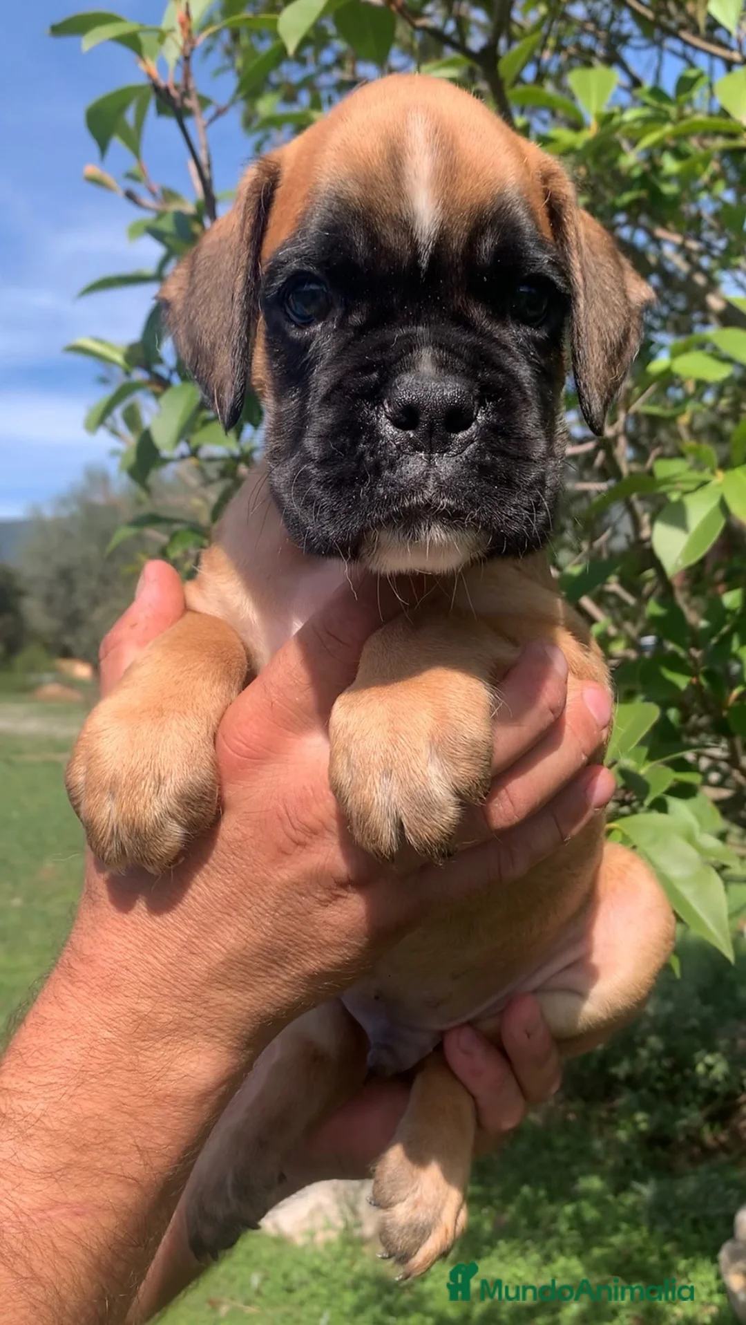 Boxer perros en venta: Cachorros BOXER - Anuncio 1