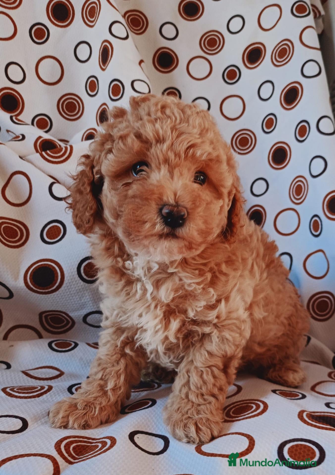 Caniche Toy perros en venta: Caniche toy - Anuncio 5