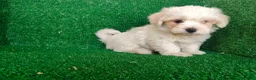 Bichón Maltés perros en venta: Bichón maltés  - Anuncio 8