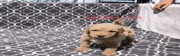 Caniche Gigante perros en venta: Caniches gigantes  - Anuncio 7