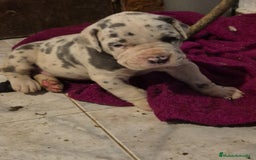 Dogo Alemán perros en venta: Dogo alemán  - Imagen 4