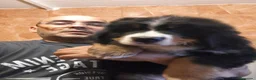 Boyero de Berna perros en venta: Boyero de berna  - Anuncio 4