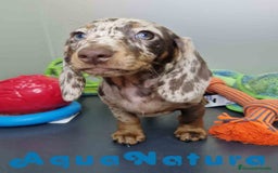 Teckel Miniatura perros en venta: Teckel Hembra 4447 DCD AQUUANATURA - Imagen 6