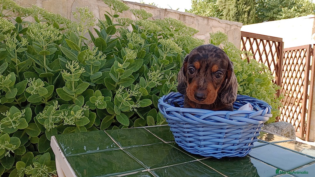 Teckel perros en venta: Teckel arlequin  - Imagen 1