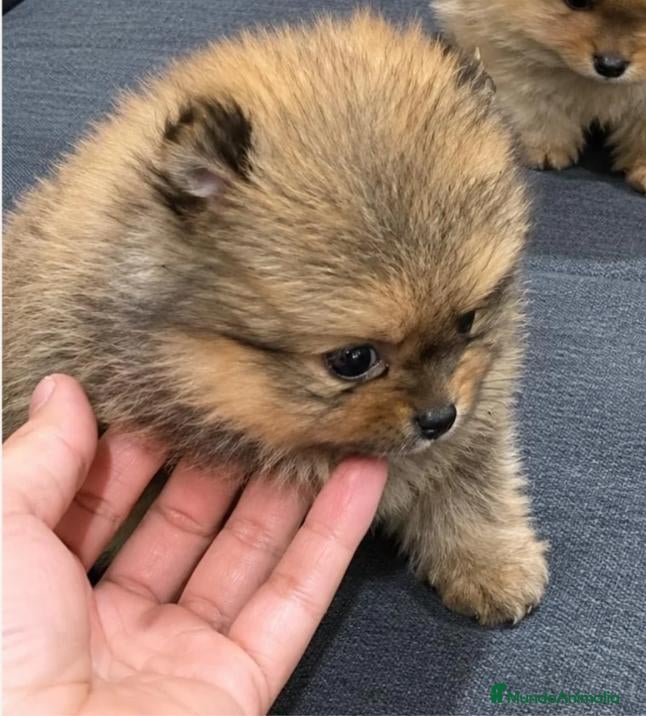 Pomerania perros en venta: POMERANIA TOY - Anuncio 2