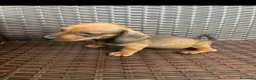 Teckel Miniatura perros en venta: Teckel kanichen  - Anuncio 7