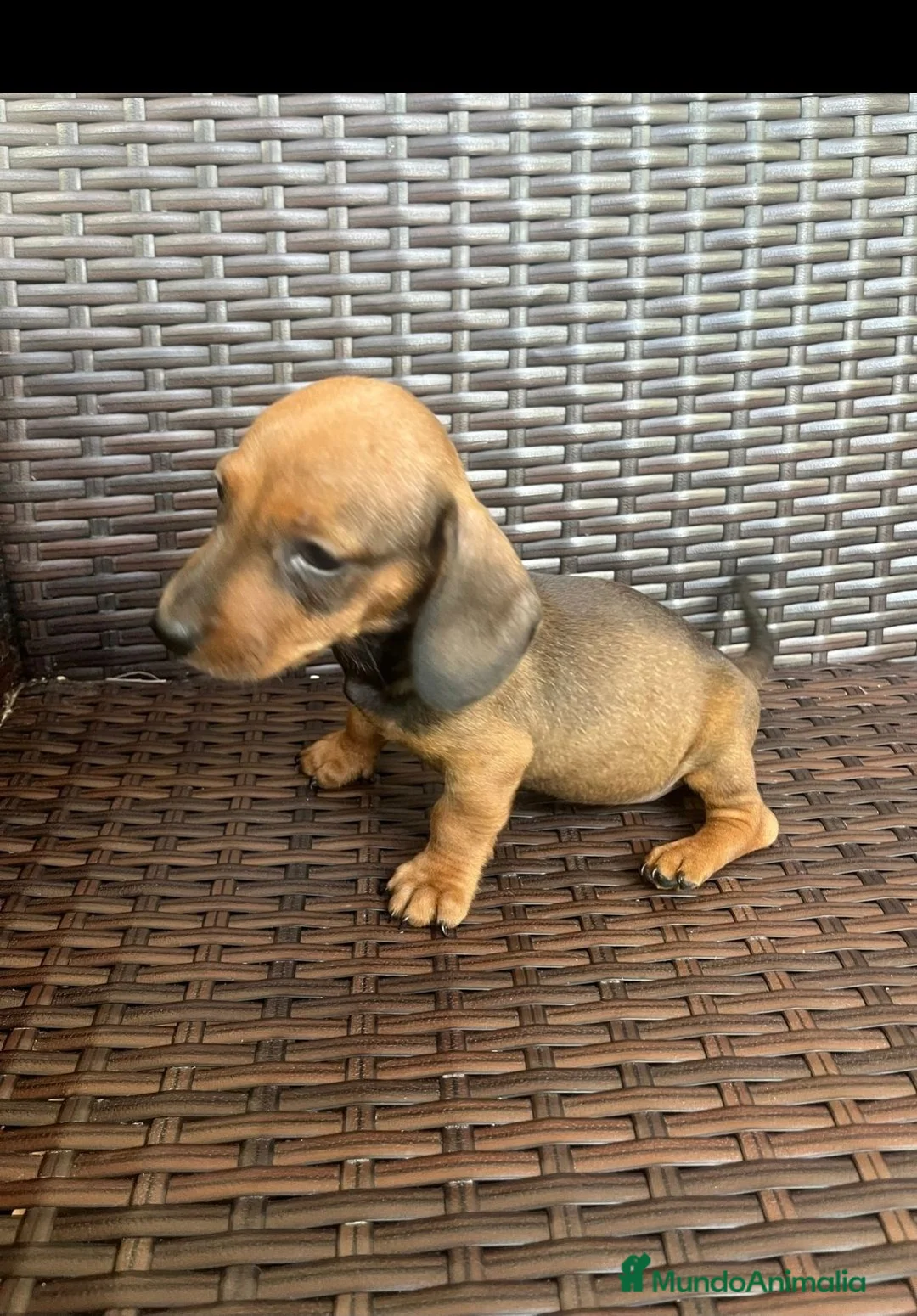 Teckel Miniatura perros en venta: Teckel kanichen  - Anuncio 7