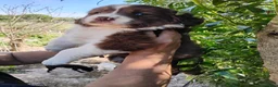 Border Collie perros en venta: Bordell collin De Campeonato Únicos Calidad - Anuncio 6