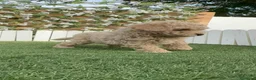 Caniche Enano perros en venta: CANICHE ENANO - Anuncio 5