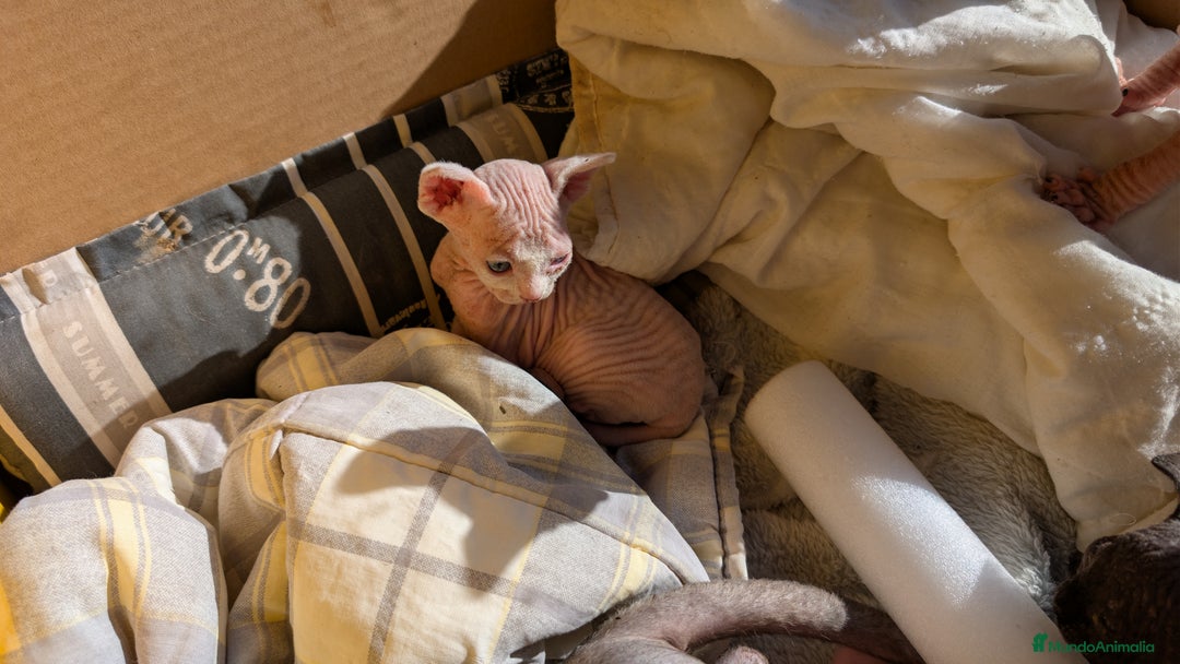 Sphynx gatos en venta: Sphynx negro y blanco - Anuncio 6