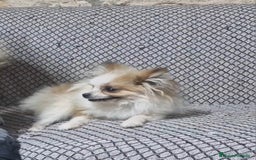 Pomerania perros en venta: Pomerania Toy/toy - Imagen 5