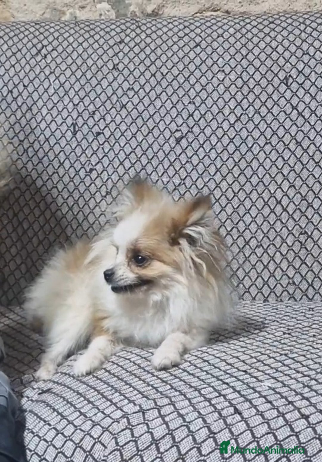 Pomerania perros en venta: Pomerania Toy/toy - Imagen 5