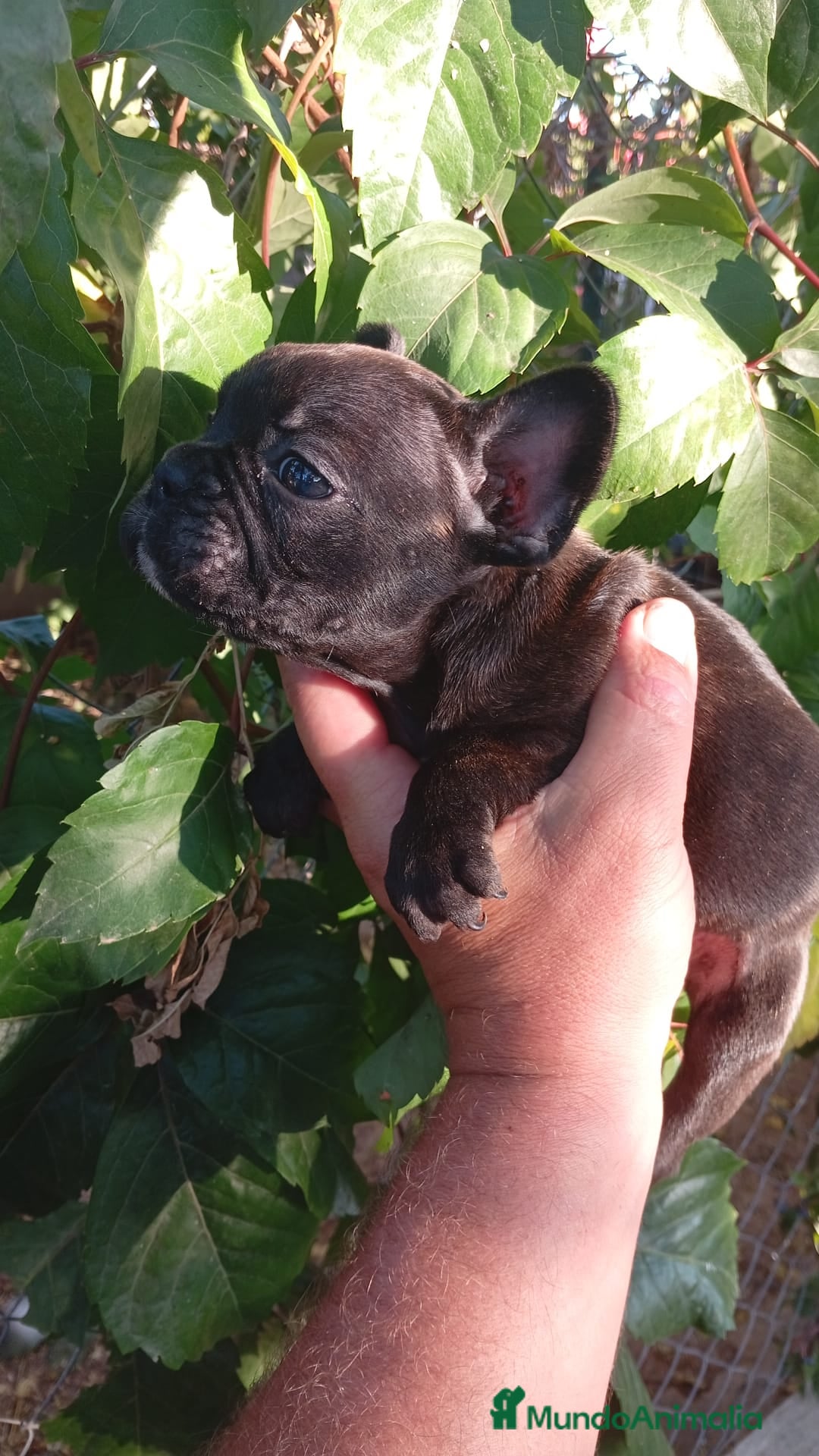 Bulldog Francés perros en venta: Bulldog francés  - Imagen 5