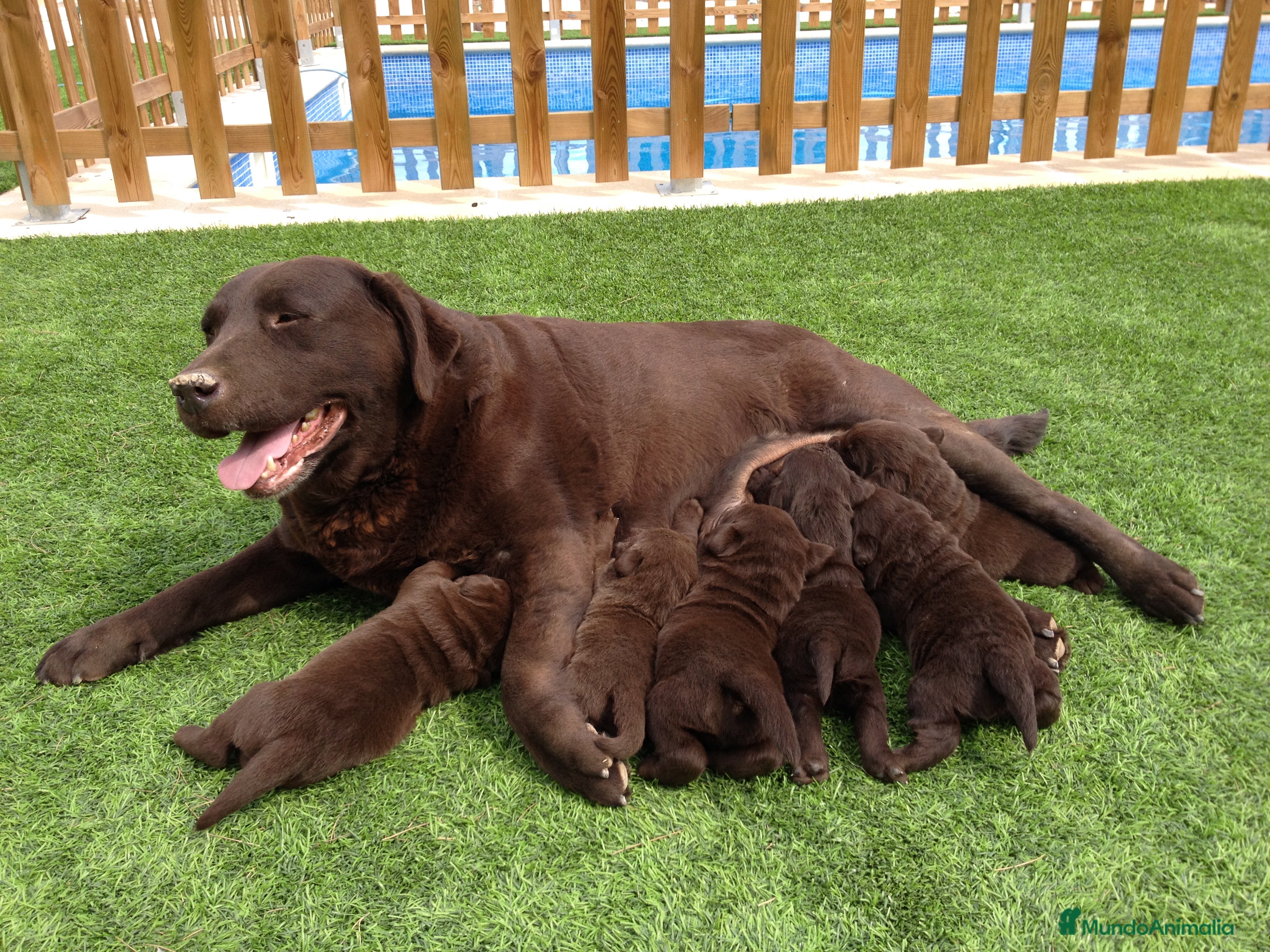 Labrador Retriever perros en venta: Cachorros labrador chocolate con pedigree  - Anuncio 3