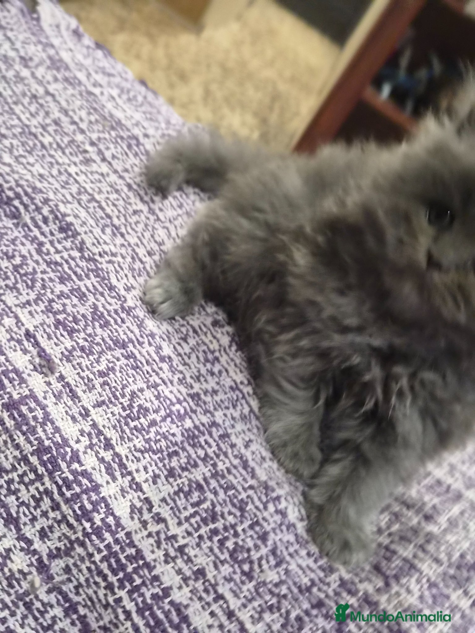 Persa gatos en venta: Gatos persas  - Anuncio 3