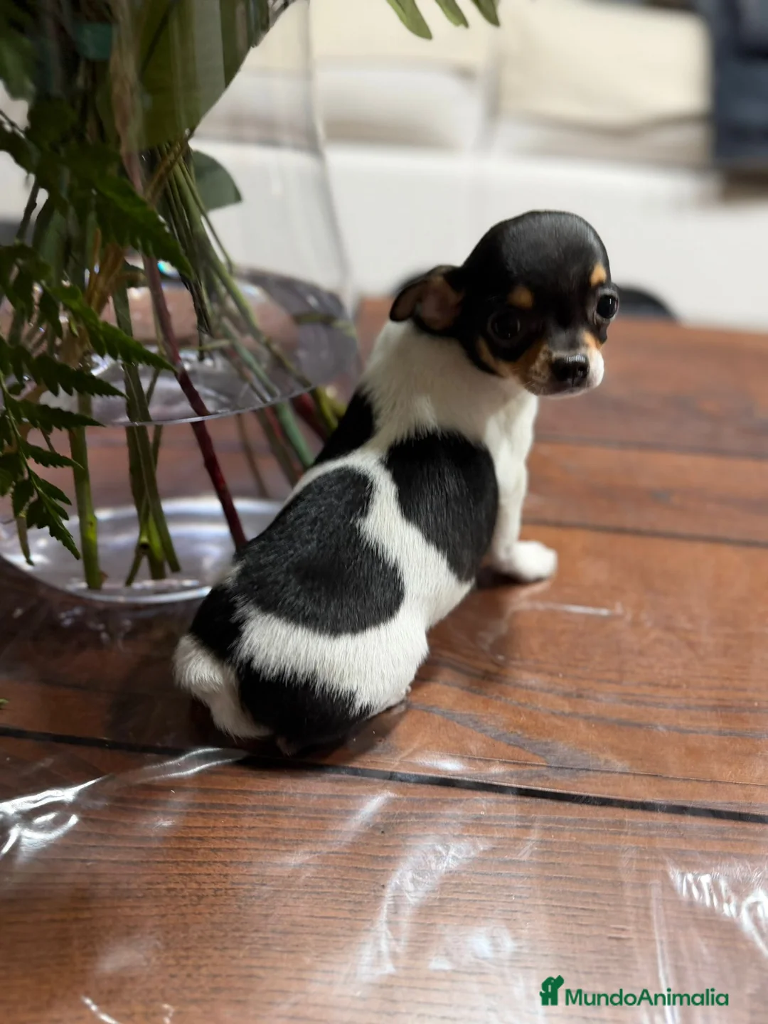 Chihuahua perros en venta: Chihuahua hembra Toy  - Anuncio 9