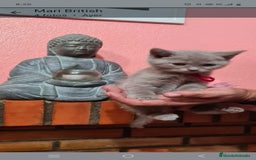Británico de Pelo Corto gatos en venta: British  - Imagen 3