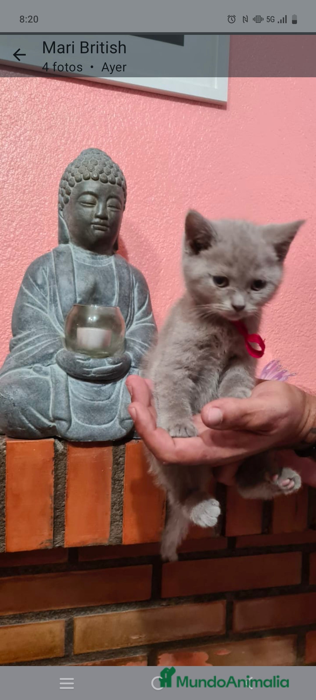 Británico de Pelo Corto gatos en venta: British  - Imagen 3
