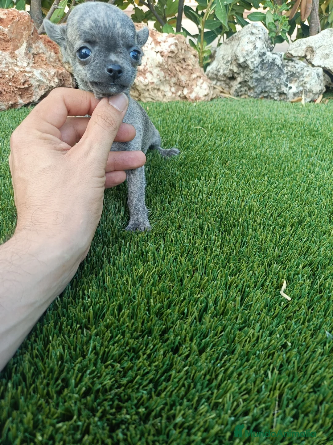 Chihuahua perros en venta: Hembritas de Chihuahua Atigradas Toy - Anuncio 1