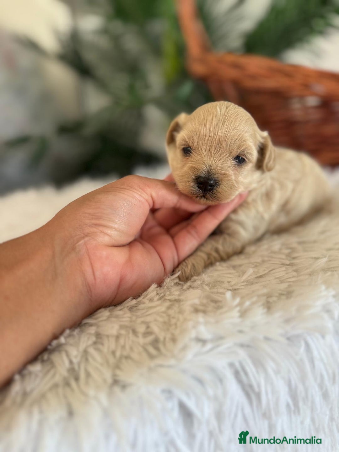 Maltipoo perros en venta: MALTIPOO MACHO - Imagen 27