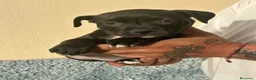 American Pit Bull Terrier perros en venta: Pitbull  - Anuncio 6