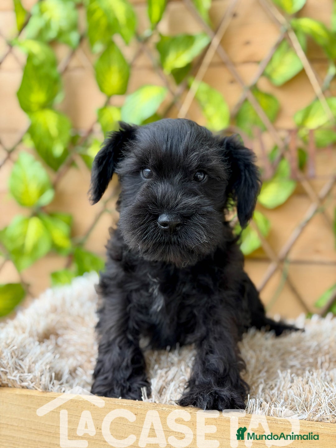 Schnauzer Miniatura perros en venta: Camada de Dasy  - Imagen 4