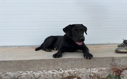 Labrador Retriever perros en venta: Cachorra Labrador Retriever  - Imagen 3