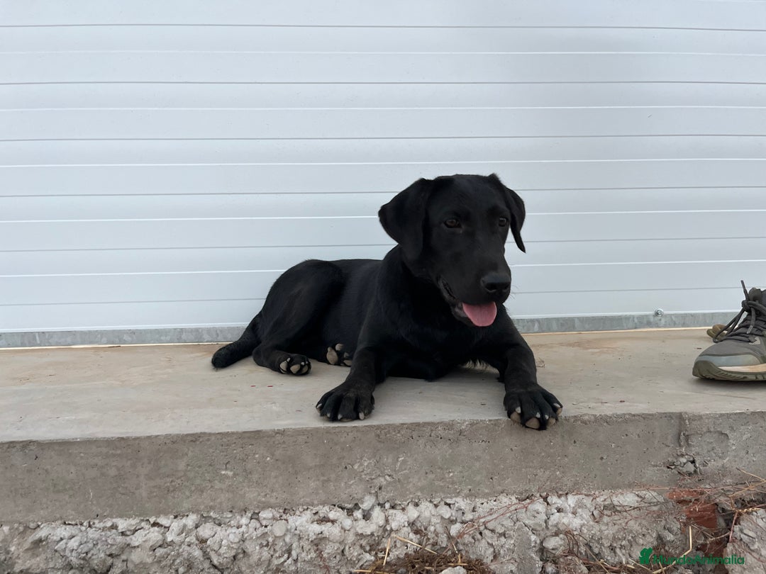 Labrador Retriever perros en venta: Cachorra Labrador Retriever  - Imagen 3