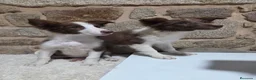 Border Collie perros en venta: Ultimo cachorro - Anuncio 1