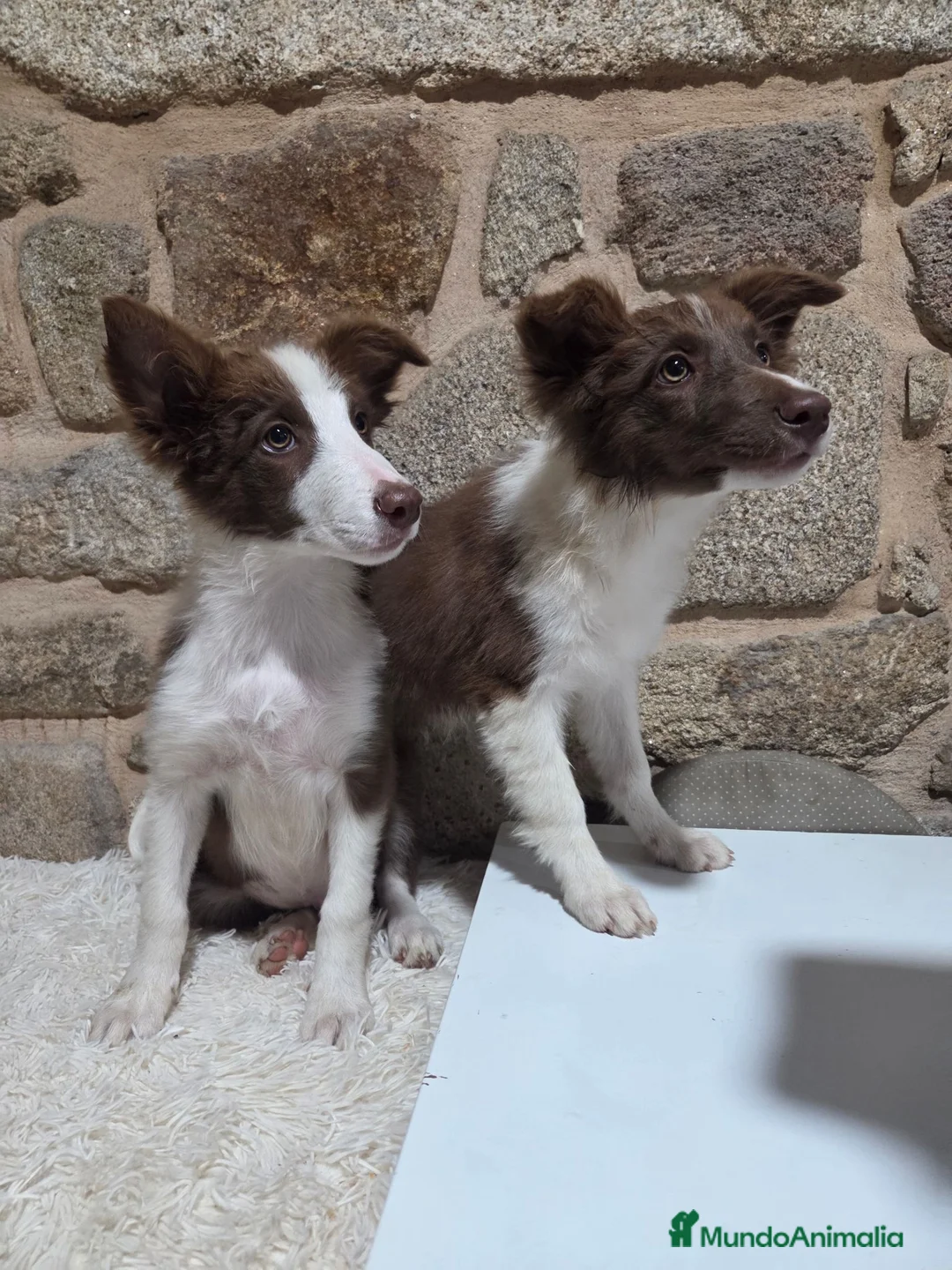 Border Collie perros en venta: Ultimo cachorro - Anuncio 1
